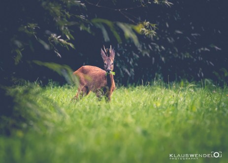 Tiere die in der freien Natur leben.