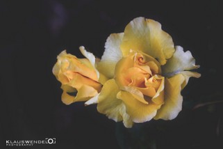 Gelbe Rose.jpg